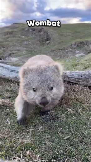 Most Weird Animal - Explained😱 #shorts #facts #shortsfeed #animalfacts #wombat #animals #factnexa