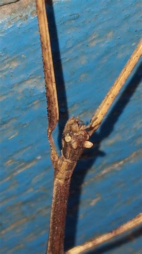 Can You Identify a Stick Grasshopper Nature and Evolution of Insects #evolution #grasshooper #insect