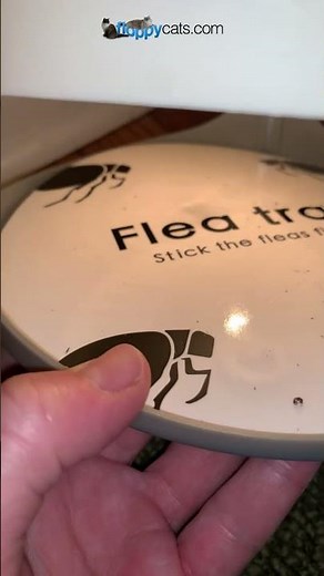 Sticky Flea Traps: Results After One Week