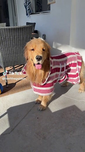 Golden Retriever Grooming Tips You Need to Know