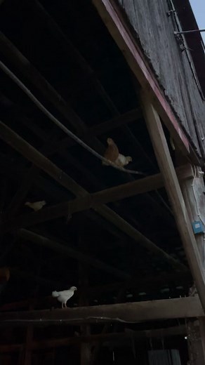 14K views · 381 reactions | More from the baby chicks this weekend. Look who is learning to climb like pros in the big barn. We’ve been amazed at the difference in behavior for these babies who are being raised by their free-range mom and the ones we raise from chicks. Night and day behavior. #Kentuckyfarmlife #farmlife #barnlife #barn #farm #countryliving #kentucky #barnanimals #farming #chicks #chick #chicken #chickens | Kentucky Farm Life | Facebook