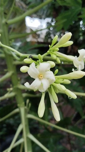 spring spring oh spring is here