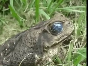 6.1K views · 59 reactions | EYE PARASITE This is what happened when...