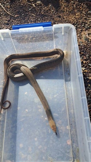 Eastern Brown from Nikenbah last week. This video is a prime example of how to act around snakes. STAY STILL. If you stay still and leave the snake alone, you are safe. You'll only be in danger if YOU take actions that annoy, hurt or freighten the snake. So stand still and you'll do none of those things. Snakes are NOT roaming around looking for people to bite. In fact they want to avoid biting us. Fighting something 100 times bigger than its self, for no reason at all, is not a good survival st