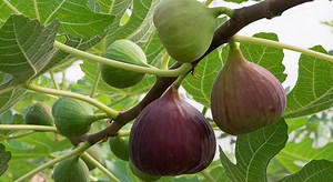 Au bout de combien d’années un figuier donne des fruits ?