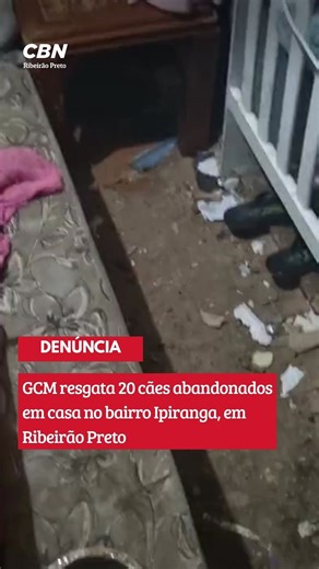 CBN Ribeirão on Instagram: "Os cães foram resgatados após denúncia de maus-tratos feita pelos vizinhos da casa localizada na Rua André Rebouças, no bairro Ipiranga. A Guarda Municipal encontrou os animais em meio a muito lixo, fezes e falta de comida. Embora tenham sido localizados na terça-feira (3), os cães só foram retirados ontem (04) pela DEBEA (Divisão de Bem-Estar Animal de Ribeirão Preto). Eles passarão por tratamento veterinário e ficarão à disposição para adoção na DEBEA. Segundo a Gu