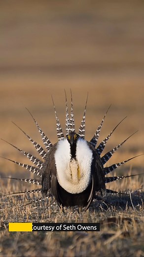 Struttin' for lovin' During courtship rituals, Gunnison Sage-Grouse males strut and inflate two large skin sacs beneath their white feathers to attract females (as seen here). We take counts of sage-grouse on every lek (which is a congregation of males), in the spring during their amazing courtship displays. There are over 500 leks, so this monitoring requires many different teams and intensive effort. Want to learn more about these struttin' birds? https://cpw.info/3QBTobs #WidllifeWednesday 📹