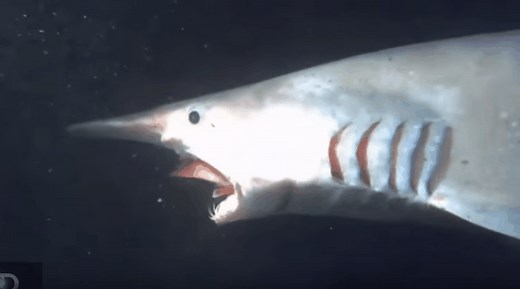 12 Incredible Goblin Shark Facts - Fact Animal