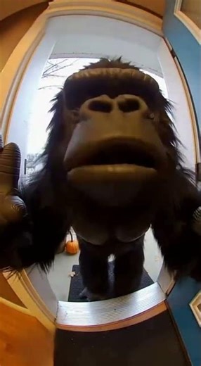 Doorbell catches man in a gorilla suit