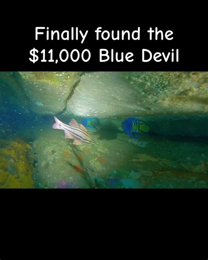 The Most Stunning Fish You’ve Never Seen 🌊