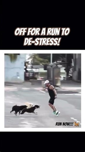 The workout turned into survival 🐕