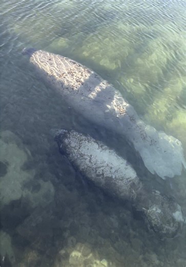 Manatee Mama and Kid: A Glimpse into Florida Wildlife