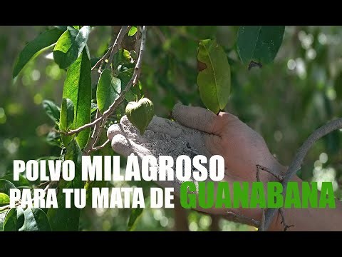 MATA DE GUANÁBANAS SIN PLAGAS CON ESTE POLVO MILAGROSO😌😌😌. elimina todas las hormigas y plagas.
