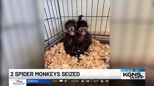 Laredo environmental center thanks official after spider monkey seizures