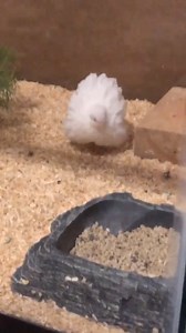 Exploring the World of Button Quail: Meet Snowflake!