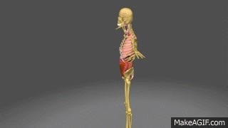 Human Body Complex 3D Model v2 on Make a GIF