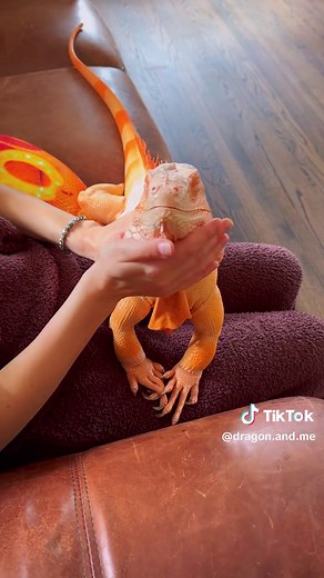 Exotic Iguana Lizards: Discover the World of Reptile Pets