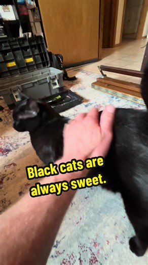 This kitty has a loud motor #piano #pianotuning #purr #cat