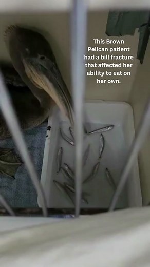 When Veterinarian Dr. Rebecca Duerr saw the radiograph’s of this Brown Pelican’s bill, she was not entirely sure she could repair her damaged mouth but looked forward to the challenge. Learn more about this complex surgery in Part Two. Link in bio! 📹 Jeanette Bates, Ariana Gastelum #pelicans #vetlife #wildliferehab #birdtok #birdsoftiktok #conservation
