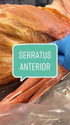 To be clear, it doesn’t move the arm, as much as the arm is just along for the ride. #Scapula #AnatomyClass #Muscles #BiologyClass