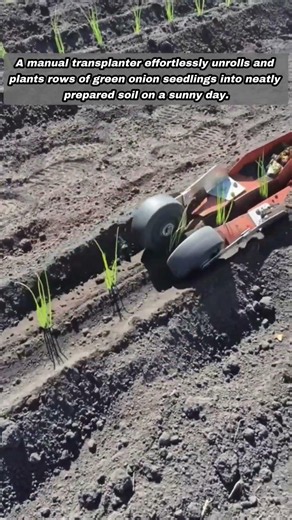 Efficient Paper Pot Transplanter Plants Green Onion Seedlings Quickly