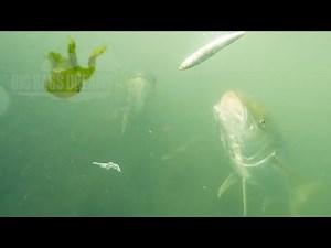 California Yellowtail Feeding Underwater NEVER BEFORE SEEN