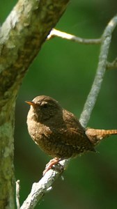 This tiny maestro is announcing spring's arrival from its woodland stage. The wren's territorial song—delivered with raised head and vibrating throat—carries astonishingly far for Britain's second-smallest bird. At dawn and dusk, these vocal powerhouses stake their claim to surprisingly large territories despite weighing just 10 grams. They'll sing year-round, but March brings particular urgency as males establish prime nesting spots before females return to inspect. Notice how it perches delibe
