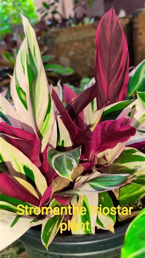 Stromanthe trio star plants calathea