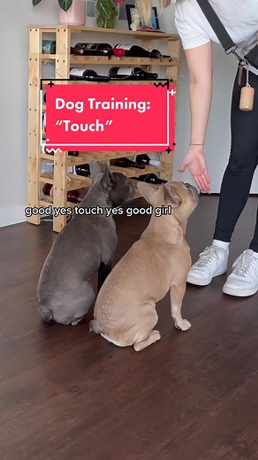 How to Teach Your Dog the Command 'Touch' - Training Tips for Pet Owners