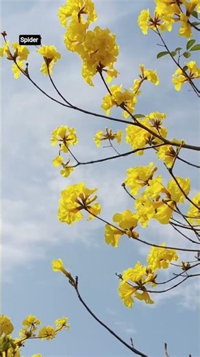 netrikan film#song #whatsappstatus #feelgood#song