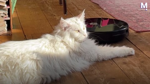 Ce chat reste imperturbable face à un aspirateur robot