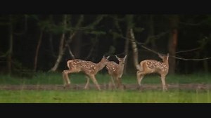 مستند وحشی (Wild 2018 (HD