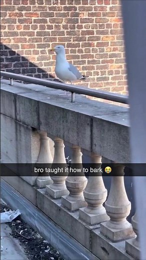 Seagulls Laughing At Fails? 😭 Here’s The Truth#Seagulls #AnimalFacts #Wildlife