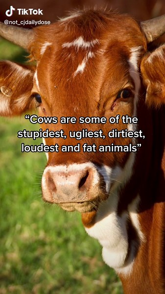 Not cjdailydose on TikTok