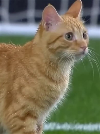 Master Amazing Football Skills and Tricks