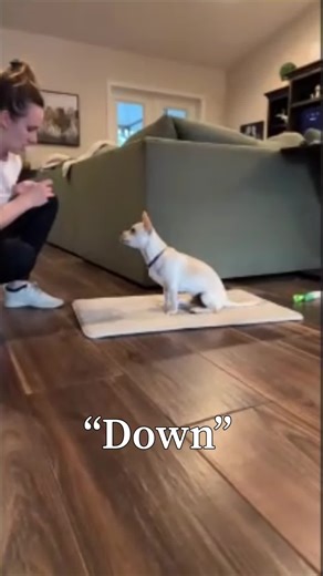 #virtualcoaching with Nova and her people. Puppy Nova is super smart and learning so quickly! #dogtraining #virtualdogtraining #onlinedogtraining #dogtrainer