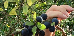 Foraging - Blackstairs Eco Trails, Carlow Ireland