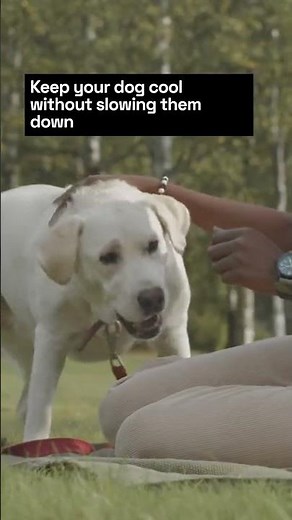 Why Dogs Need Cooling Vests This Summer