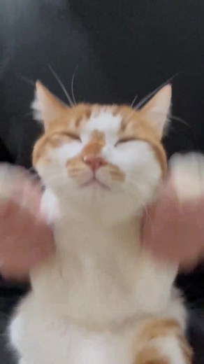 Kitty Dance Inspired by Mickey Mouse Clubhouse