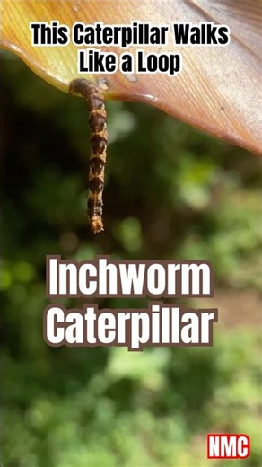 Inchworm Caterpillar – Family Geometridae | Nature’s Master of Camouflage