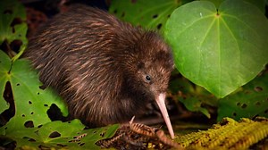 The IUCN Red List now includes 25,821 species threatened with extinction worldwide. In the latest update, unsustainable food systems are found to be pushing wild crop species and iconic dolphins to the edge of survival: http://bit.ly/2iPfEBM | IUCN