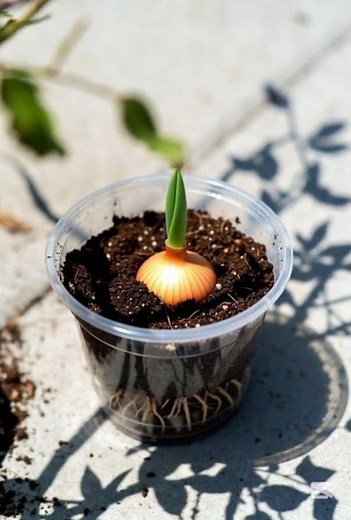 “Tulip Growth Timelapse | Bulb to Bloom in Transparent Pot (Ultra Realistic)” #plantgrowth