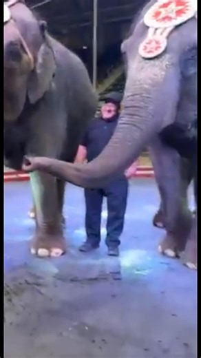 Astoria, OR  ITS NOT TOO LATE! Circus fun for the entire family coming your way! Buy online & save! Visit: JordanCircus.com/tour-dates/ | The Jordan World Circus | Facebook