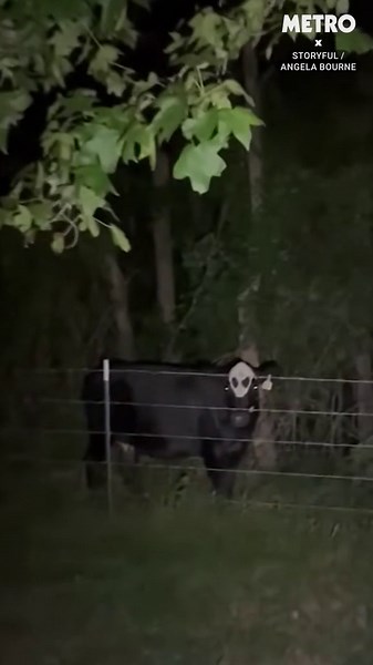Farmer reveals cow with 'alien face' that gives everyone the willies at night