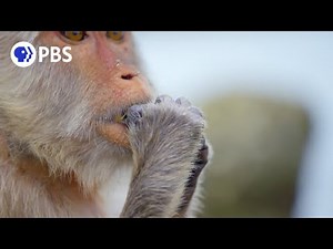 Tool-Using Macaques Could Drive Shellfish Extinct