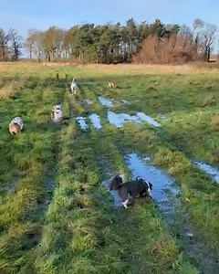   Splish Splash Splosh! Friday Gang having a dip and using their noses on their morning adventure . Beautiful day for it! Proud of you all for your exceptional manners and listening ears  #grimsby #dogsofinstagram #spanielsofinstagram #dogtraining #dogstagram #dogwalker #dogobedience #dogs #friday #happy #walkies #dalmatian #bassethound #spanielsofinstagram #shihtzu #shihtzusofinstagram #shihtzus | FETCH Pet Services | Facebook