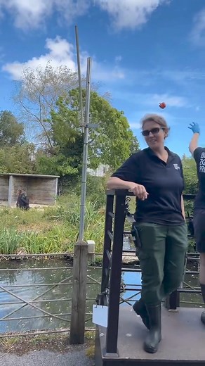 Watch our live stream from earlier today as we join the keepers feeding the gorilla troop at the Bristol Zoo Gardens site! 🦍 Find out more about our future plans at https://www.bristolzoo.org.uk/news/work-begins-on-new-central-african-forest-habitat | Bristol Zoo Project