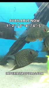 24 reactions · 5 comments | https://imperialtropicals.com/products/turquoise-severum-heros-efasciatus?variant=29441044447255 | Imperial Tropicals | Facebook