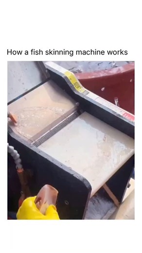 𝐇𝐈𝐒𝐓𝐎𝐑𝐘| 𝐈𝐍𝐅𝐎 | 𝐖𝐄𝐀𝐋𝐓𝐇 on Instagram: "This machine can clean fish faster than a human ever could 🐟⚙️ An automatic fish descaler uses rotating brushes and high-pressure water jets to remove scales — fast, clean, and without damaging the skin. Each fish moves through the system on a conveyor, while the loosened scales are flushed and filtered out automatic