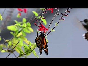 Monarch getting bopped by a ruby-throated hummingbird